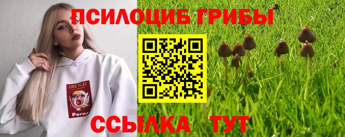 Псилоцибиновые грибы Psilocybine cubensis Будённовск